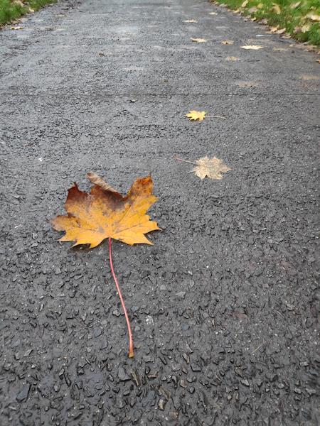 <i>Leaf on the Road</i><br>20/11/2021<br>Fléron (BE 🇧🇪)