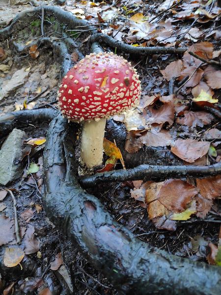 <i>Eat Me</i><br>03/10/2022<br>Malmedy (BE 🇧🇪)