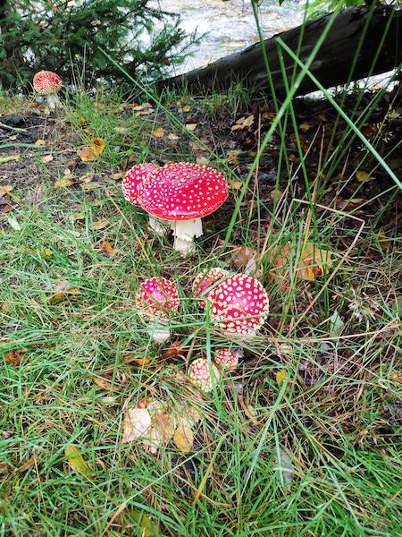 <i>A Mother and her Babies</i><br>03/10/2022<br>Malmedy (BE 🇧🇪)