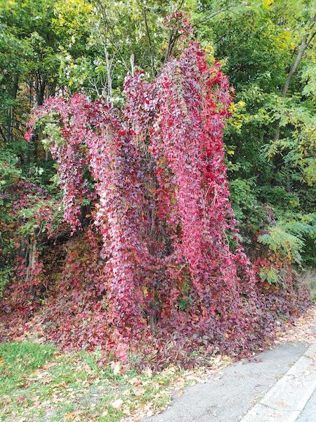 <i>Red on Green</i><br>15/10/2022<br>Micheroux (BE 🇧🇪)