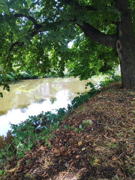 <i>The Tree is Watching</i><br>15/08/2023<br>Chaudfontaine (BE 🇧🇪)