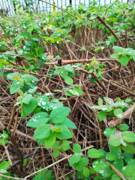 <i>A Crying Plant</i><br>15/12/2023<br>Bruxelles (BE 🇧🇪)