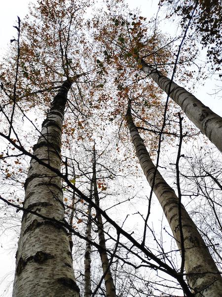 <i>Big Trees</i><br>20/11/2021<br>Fléron (BE 🇧🇪)