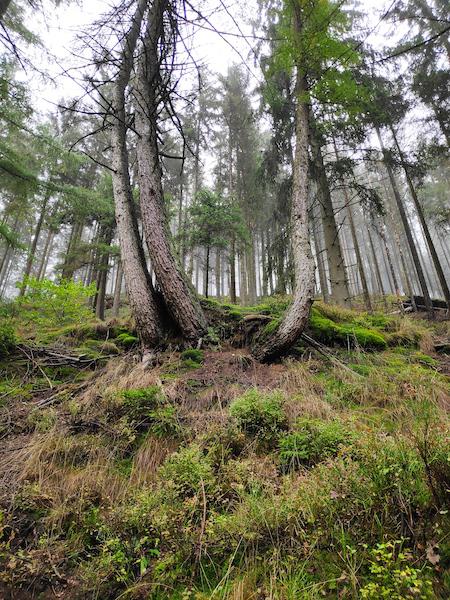 <i>Uprooted</i><br>03/10/2022<br>Malmedy (BE 🇧🇪)