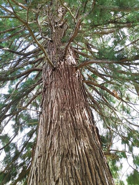 <i>The Tree of Life</i><br>15/08/2023<br>Chaudfontaine (BE 🇧🇪)