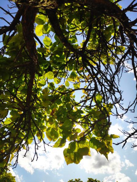 <i>A Tree in the Sky</i><br>26/08/2023<br>Liège (BE 🇧🇪)